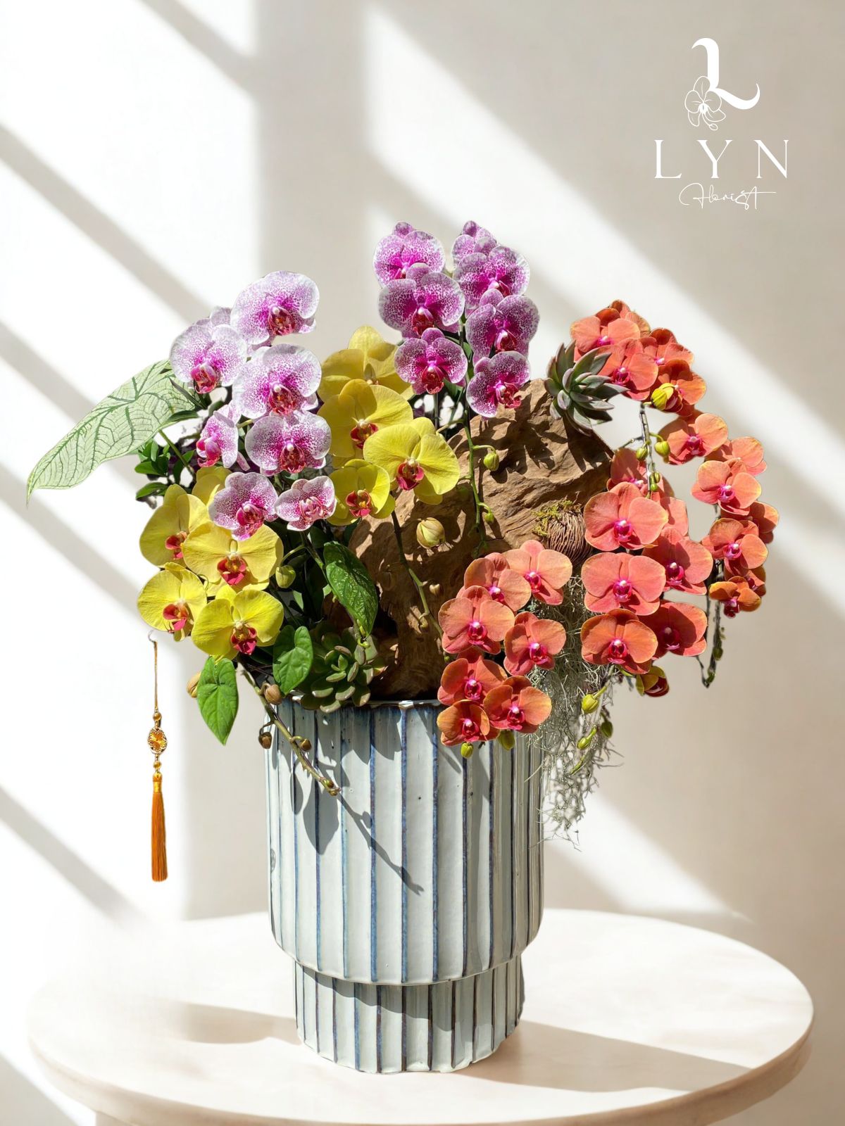 Chậu Hoa Lan 3 màu phối Lũa VIP